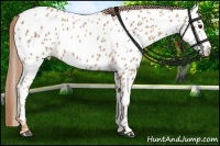 Horse Color:Red Roan Near Leopard 
