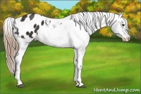 Horse Color:Liver Chestnut Splash Appaloosa 