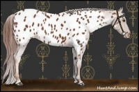 Horse Color:Chestnut Appaloosa 