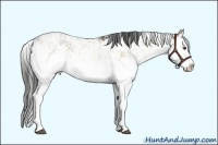 Horse Color:Grullo Pearl Sabino Splash and Grullo Sabino Splash