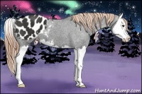 Horse Color:Liver Chestnut Sabino Splash Appaloosa