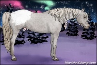 Horse Color:Liver Chestnut Sabino Appaloosa 