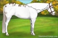 Horse Color:Liver Chestnut Sabino Splash Frame Appaloosa 