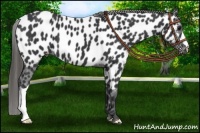 Horse Color:Black Appaloosa