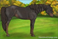 Horse Color:Liver Chestnut Rabicano 
