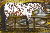 Horse Color:Bay Near Leopard 
