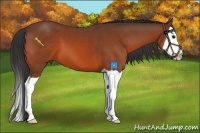 Horse Color:Bay Splash 