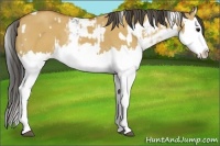 Horse Color:Grullo Sabino Splash and Bay Dun Sabino Splash