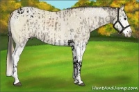 Horse Color:Grullo Sabino Splash Tobiano  and Smoky Creme Dun Sabino Splash 
