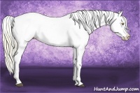 Horse Color:Palomino Near Leopard  and Palomino Near Leopard 