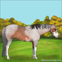 Horse Color:Bay Roan Sabino