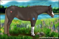 Horse Color:Liver Chestnut 