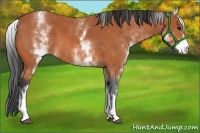 Horse Color:White Spotted Bay 