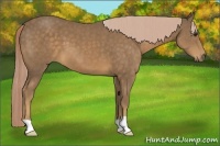 Horse Color:Chocolate Palomino 