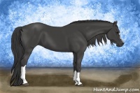 Horse Color:Smoky Black 