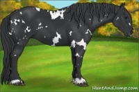 Horse Color:White Spotted Smoky Black Chinchilla