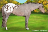 Horse Color:Liver Chestnut Appaloosa 
