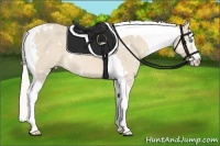 Horse Color:White Spotted Cremello Splash Tobiano Rabicano 
