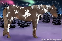 Horse Color:White Spotted Liver Chestnut 