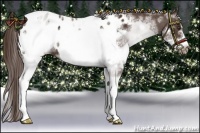 Horse Color:White Spotted Liver Chestnut Frame Appaloosa 