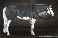 Horse Color:Silver Black Chinchilla Splash 