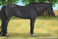 Horse Color:Black  and Black 