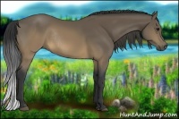 Horse Color:Buckskin Rabicano 