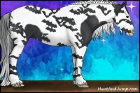 Horse Color:Black Splash Tobiano 