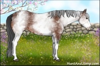 Horse Color:White Spotted Bay 
