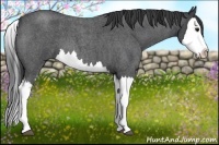 Horse Color:Blue Roan Splash