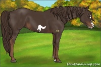 Horse Color:Liver Chestnut Frame