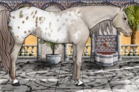 Horse Color:Classic Champagne Appaloosa 