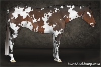 Horse Color:White Spotted Liver Chestnut 