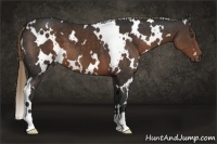 Horse Color:White Spotted Liver Chestnut