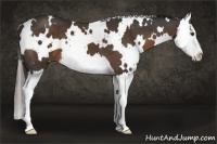 Horse Color:White Spotted Liver Chestnut Splash 