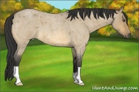 Horse Color:Buckskin Roan Dun