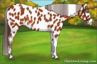 Horse Color:Bay Tobiano Appaloosa Rabicano