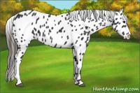 Horse Color:Black Near Leopard 
