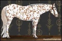 Horse Color:Chestnut Appaloosa