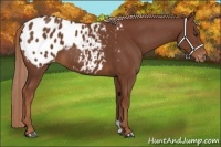 Horse Color:Chestnut Appaloosa 