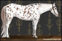 Horse Color:Chestnut Appaloosa 