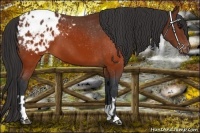 Horse Color:Brown Appaloosa  and Brown Appaloosa 