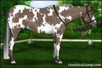 Horse Color:White Spotted Buckskin