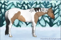 Horse Color:Bay Roan Dun Tobiano