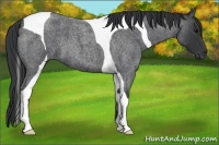 Horse Color:Blue Roan Tobiano 
