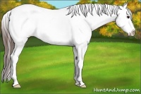 Horse Color:White Spotted Bay Roan Frame Appaloosa 