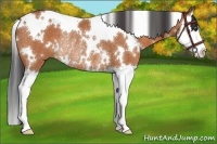 Horse Color:White Spotted Bay Splash Rabicano 