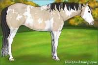 Horse Color:White Spotted Bay Roan Dun Splash
