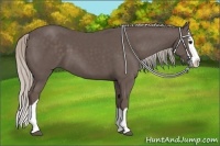 Horse Color:Silver Black Splash