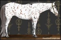 Horse Color:Brown Appaloosa 